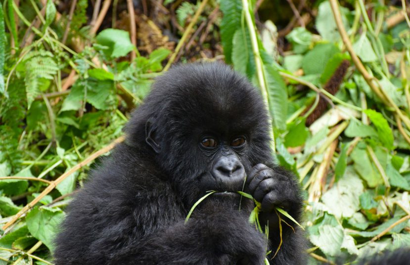 {{brizy_dc_image_alt entityId=