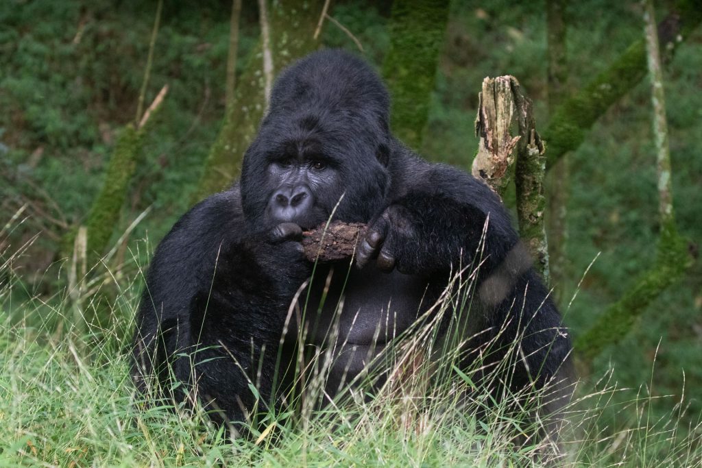 Gorilla Trekking Rules and Regulations