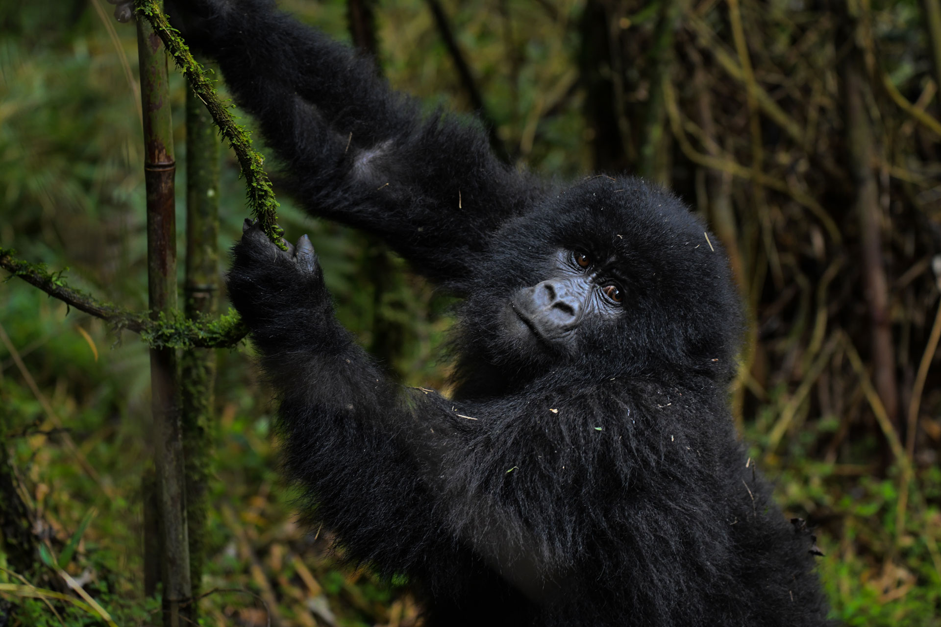 Uganda Gorilla Safaris