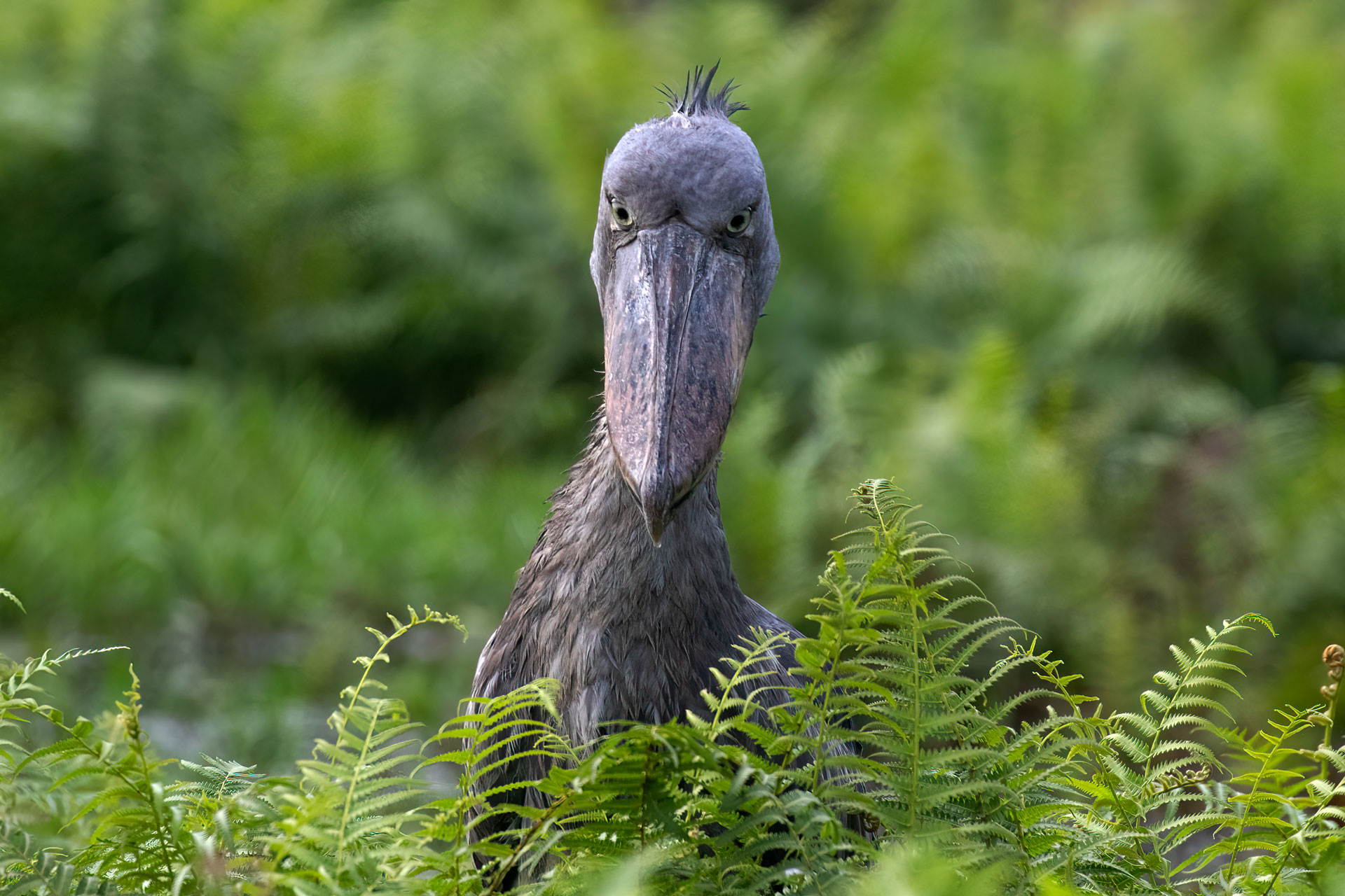 Gorilla Trekking with Bird Watching