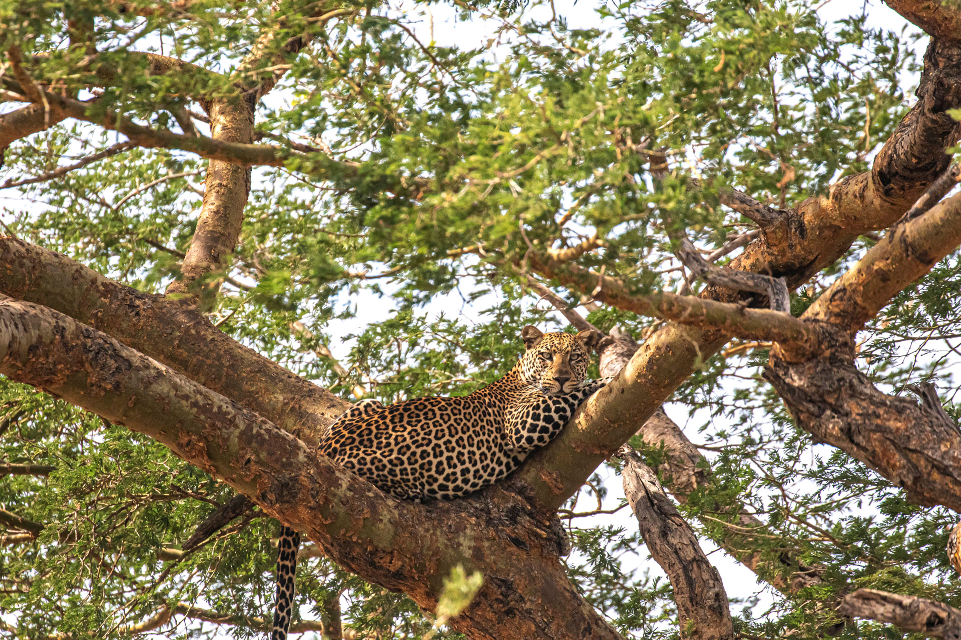 Gorilla safaris and wildlife encounters