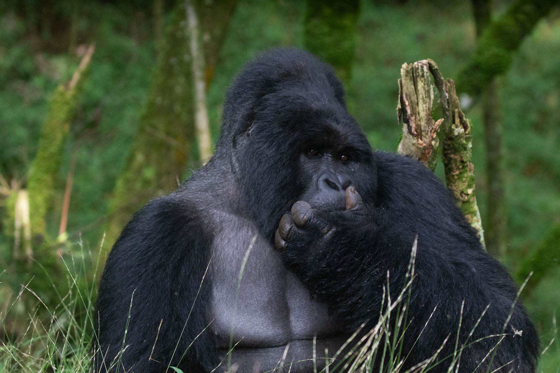 Explore Virunga Gorillas