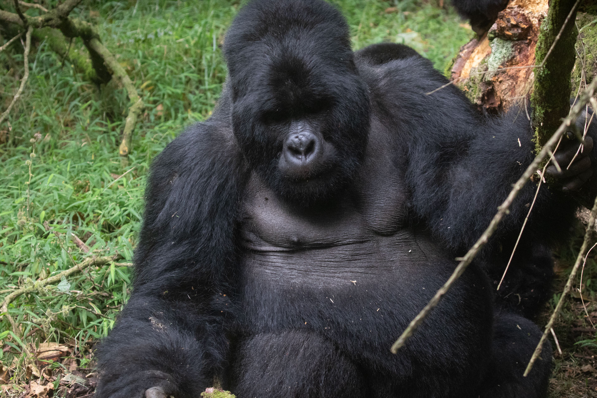 Best time to see Gorillas