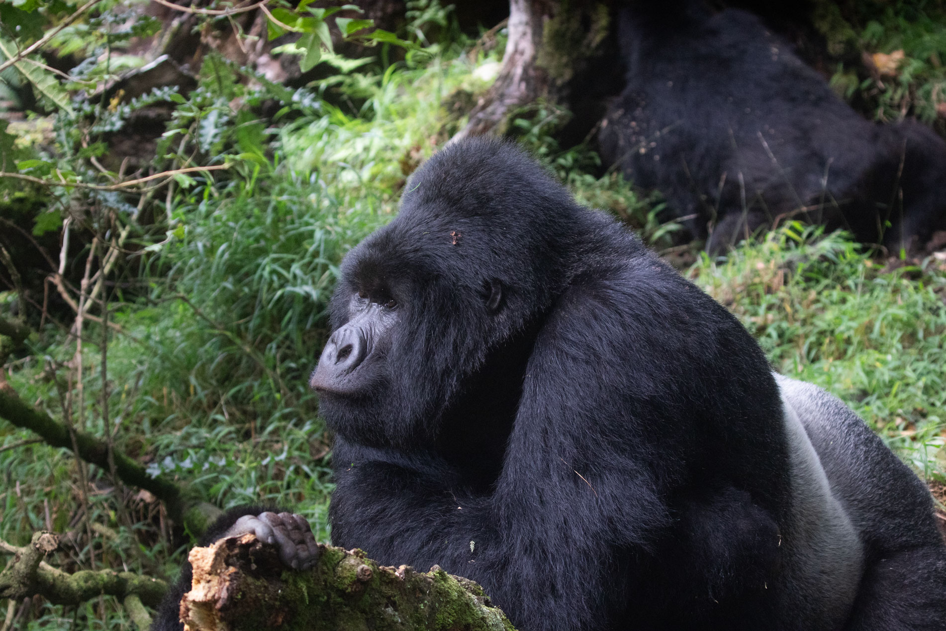 Gorilla Trekking Permits and Costs