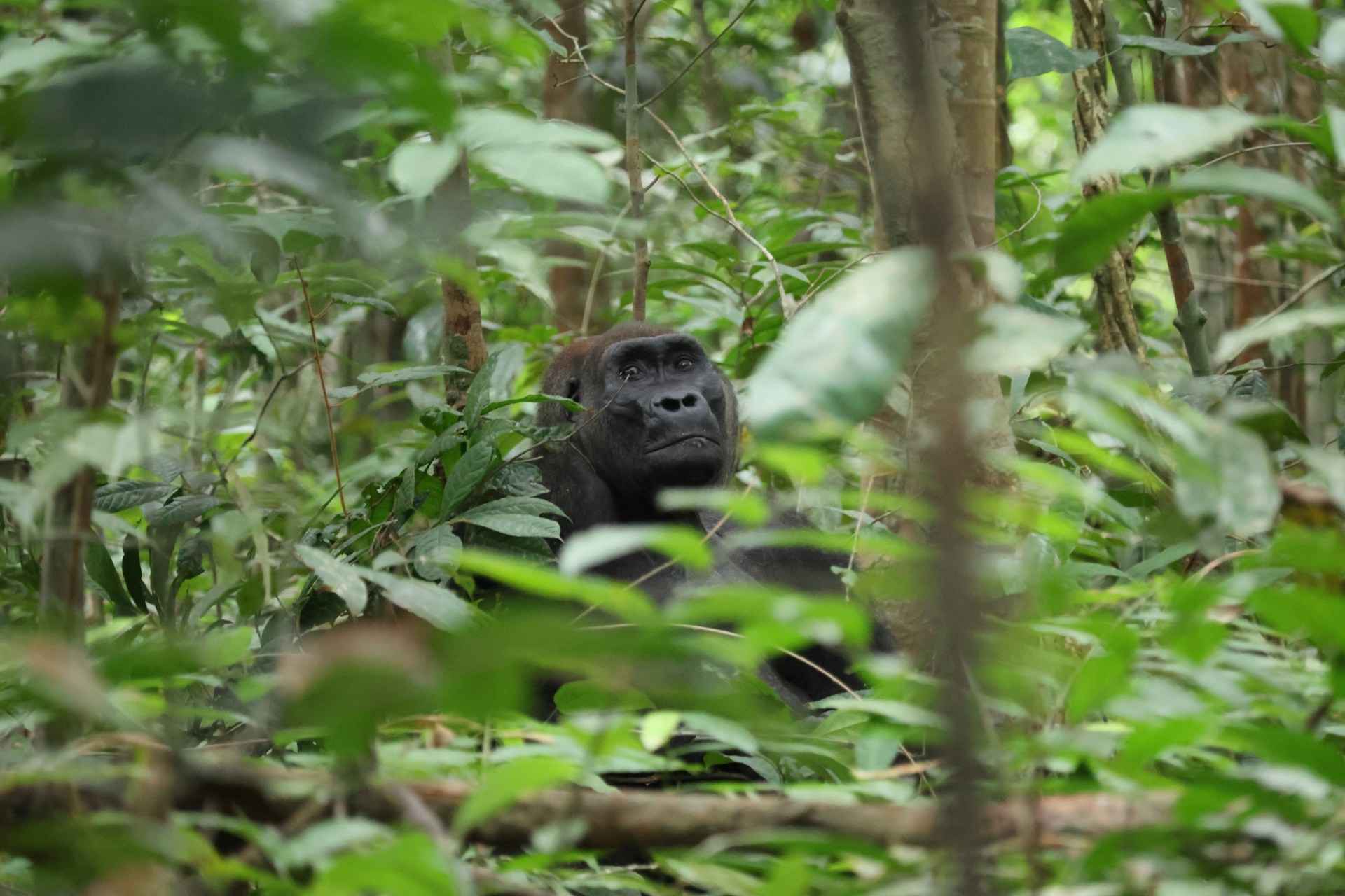 Gorilla Trekking in Congo