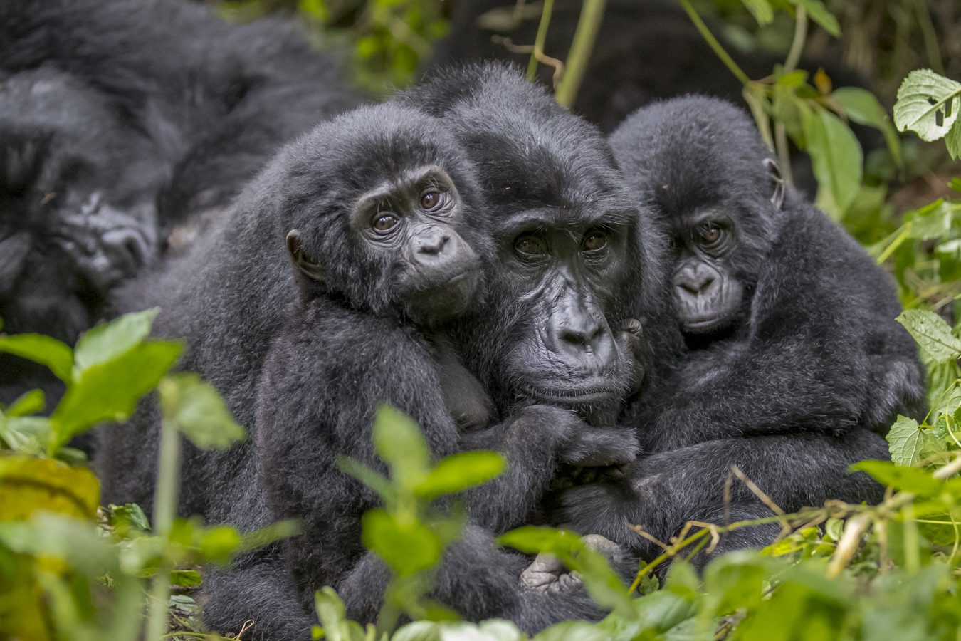 Gorilla Trekking in Rwanda