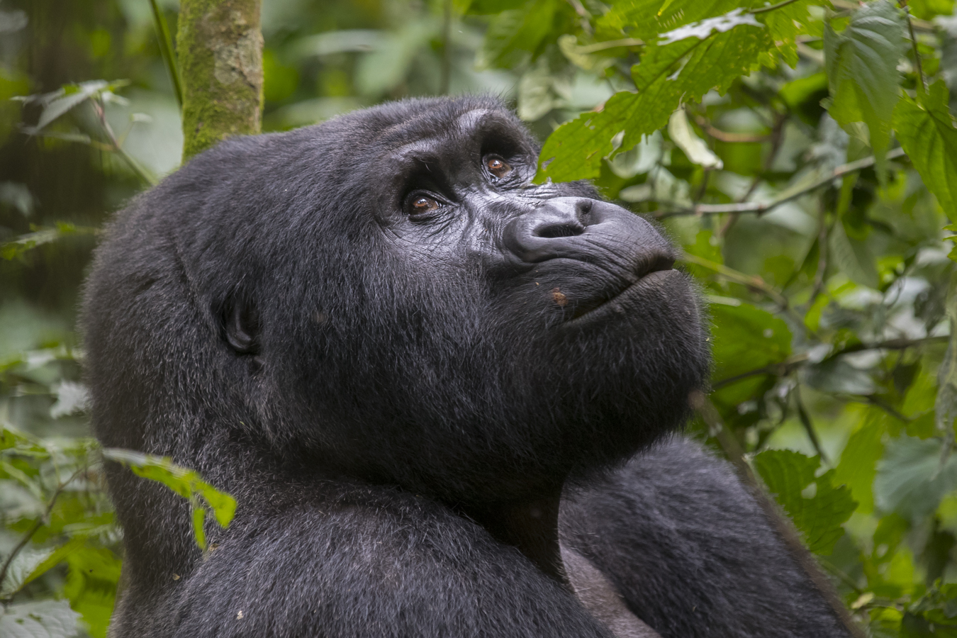 Gorilla Trekking in Rwanda