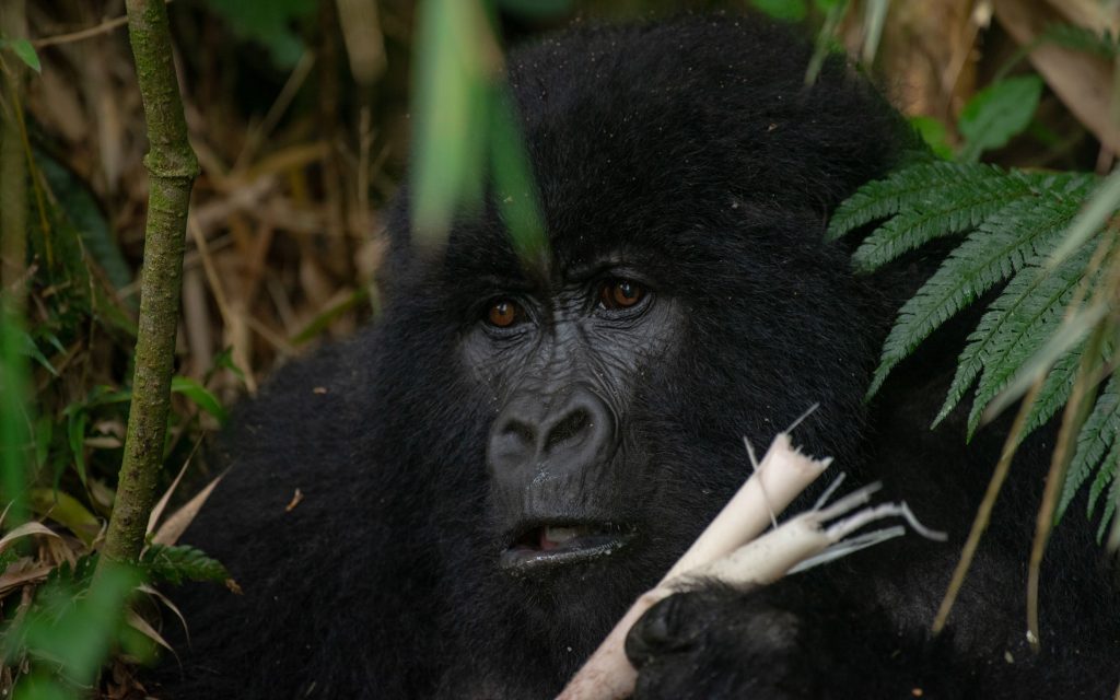 Gorilla Trekking Permit Costs