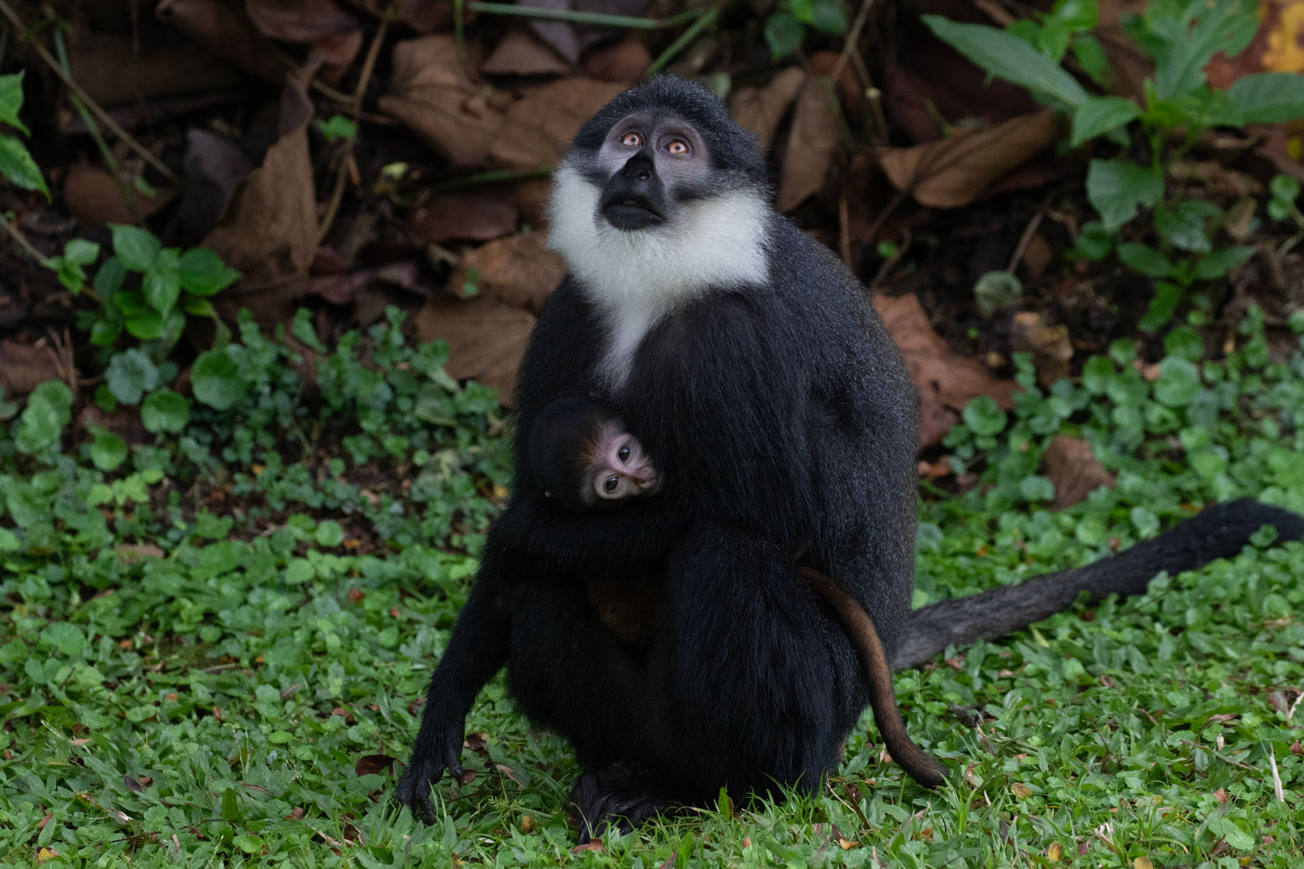 {{brizy_dc_image_alt imageSrc=