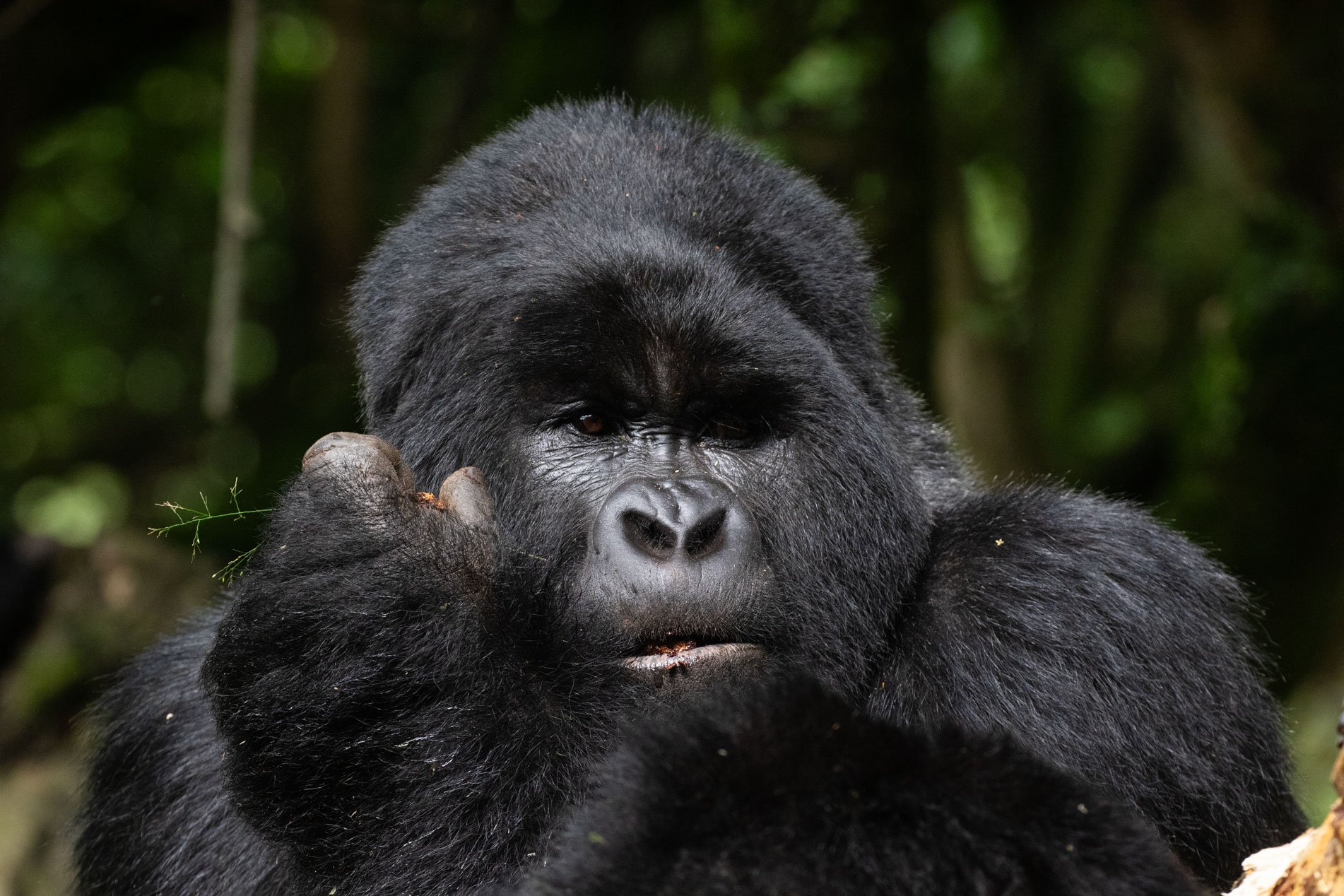 {{brizy_dc_image_alt entityId=