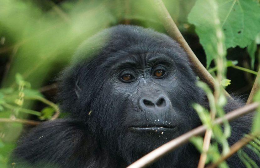 Akagera and Volcanoes National Park {{brizy_dc_image_alt entityId=