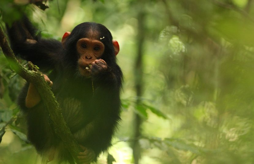 {{brizy_dc_image_alt entityId=