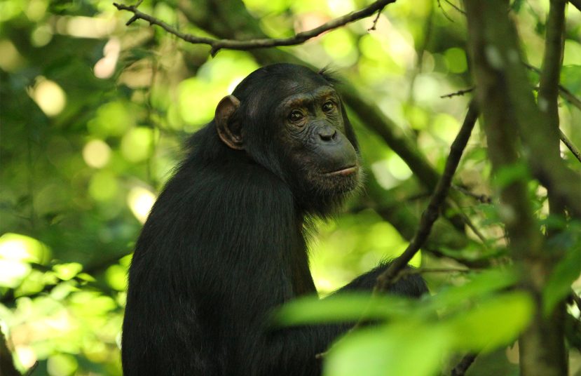 Uganda Chimpanzee and Gorilla Habituation {{brizy_dc_image_alt entityId=