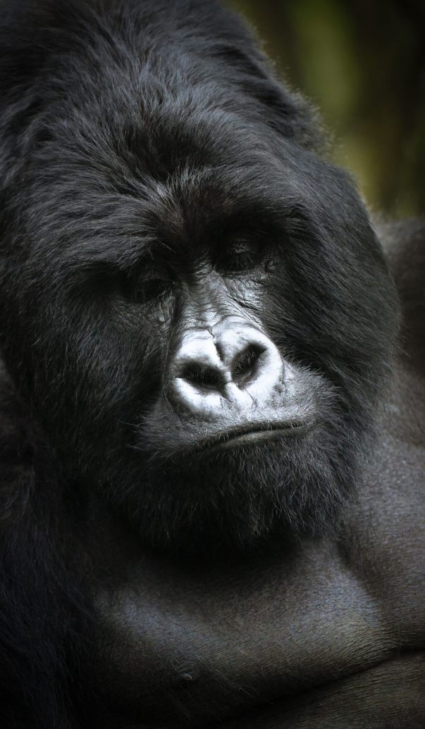 Gorilla trekking in Uganda and Rwanda