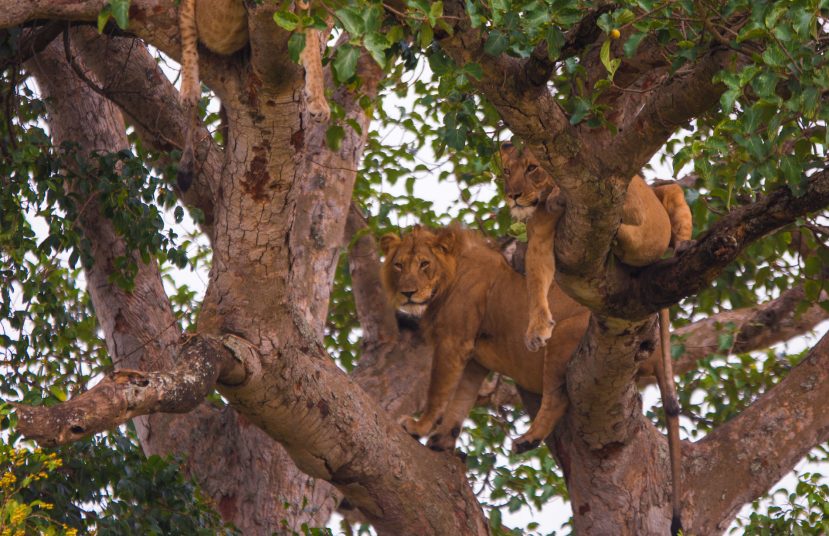 {{brizy_dc_image_alt entityId=