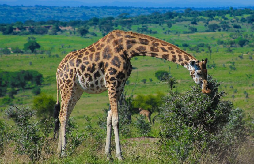 {{brizy_dc_image_alt entityId=