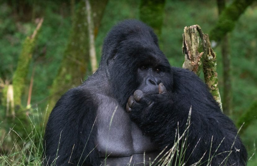 Explore Virunga Gorillas {{brizy_dc_image_alt entityId=